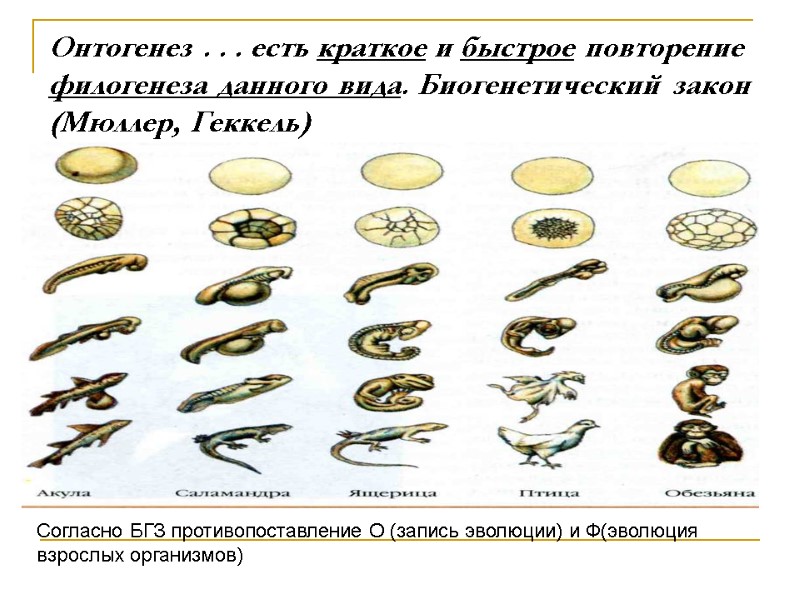 Онтогенез . . . есть краткое и быстрое повторение филогенеза данного вида. Биогенетический закон Онтогенез . . . есть краткое и быстрое повторение филогенеза данного вида. Биогенетический закон